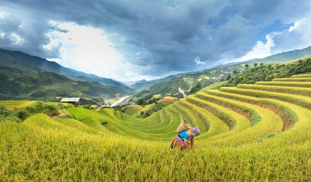 Vietnam farmer